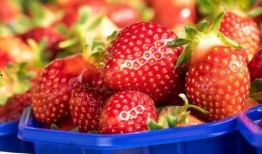 最新爆料草莓图片欣赏,最新爆料美图赏析